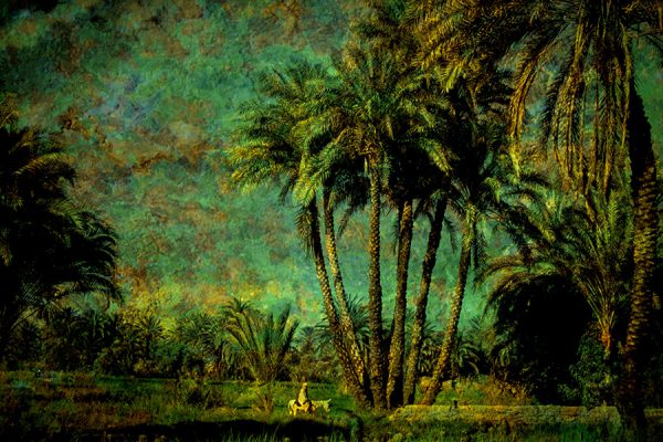 Man on his mount in the palm grove